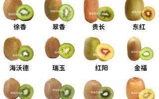 猕猴桃英语怎么说？kiwi是什么水果？(知乎）