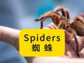蜘蛛用英语怎么说？蜘蛛用英语怎么说读音是什么？(知乎）