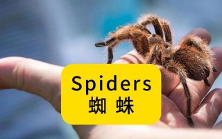 蜘蛛用英语怎么说？蜘蛛用英语怎么说读音是什么？(知乎）