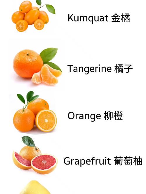 橙子的英语怎么说,橘子的英语怎么说?(今日头条已更新)-第5张图片-家教网 橙子的英语怎么说,橘子的英语怎么说?(今日头条已更新)-第5张图片-家教网
