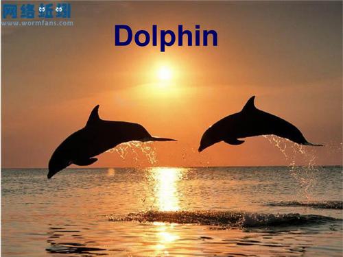 海豚用英语怎么说,海豚用英语怎么说 dolphin(2024头条知乎已更新)-第3张图片-家教网 海豚用英语怎么说,海豚用英语怎么说 dolphin(2024头条知乎已更新)-第3张图片-家教网
