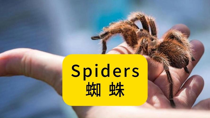 蜘蛛用英语怎么说?蜘蛛用英语怎么说读音是什么?(知乎)-第1张图片-家教网 蜘蛛用英语怎么说?蜘蛛用英语怎么说读音是什么?(知乎)-第1张图片-家教网