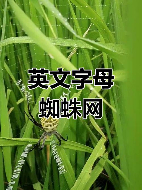 蜘蛛用英语怎么说?蜘蛛用英语怎么说读音是什么?(知乎)-第4张图片-家教网 蜘蛛用英语怎么说?蜘蛛用英语怎么说读音是什么?(知乎)-第4张图片-家教网