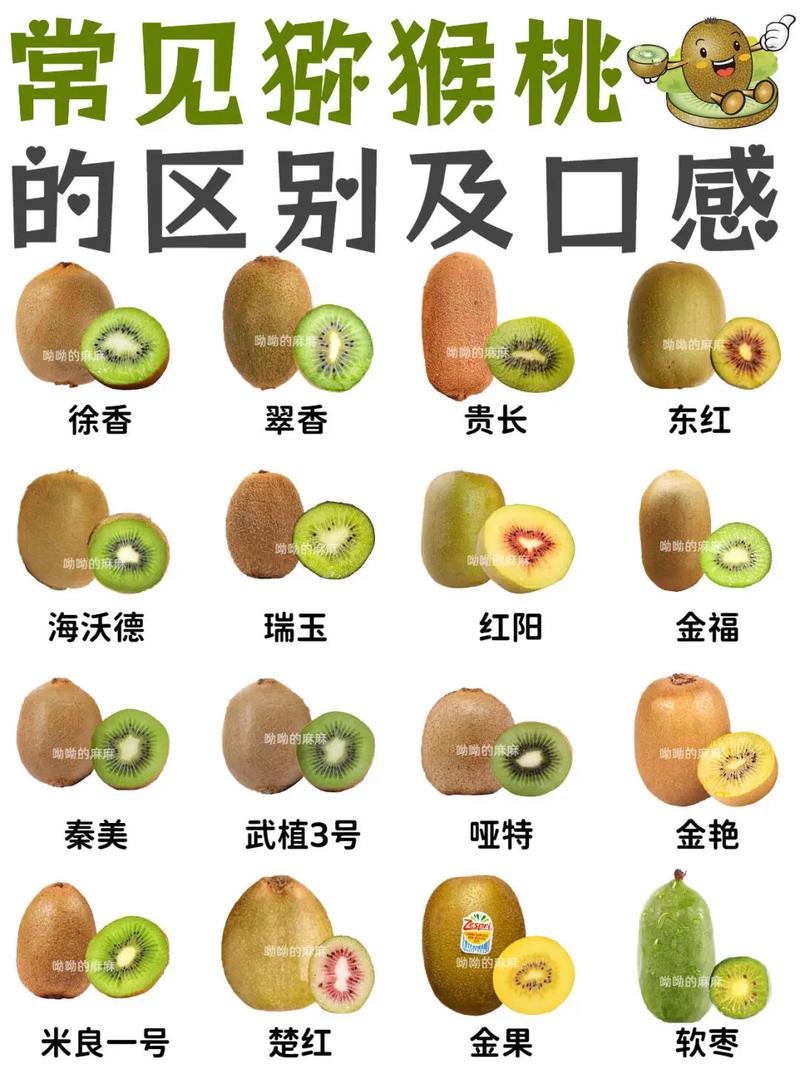 猕猴桃英语怎么说?kiwi是什么水果?(知乎)-第1张图片-家教网 猕猴桃英语怎么说?kiwi是什么水果?(知乎)-第1张图片-家教网