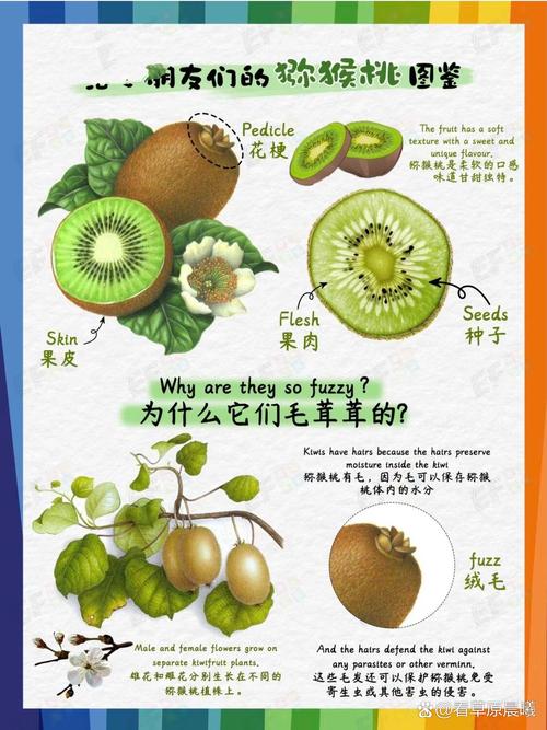猕猴桃英语怎么说?kiwi是什么水果?(知乎)-第4张图片-家教网 猕猴桃英语怎么说?kiwi是什么水果?(知乎)-第4张图片-家教网