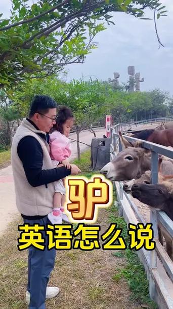 驴英语怎么说,驴英语怎么说读音发音?(今日头条已更新)-第2张图片-家教网 驴英语怎么说,驴英语怎么说读音发音?(今日头条已更新)-第2张图片-家教网